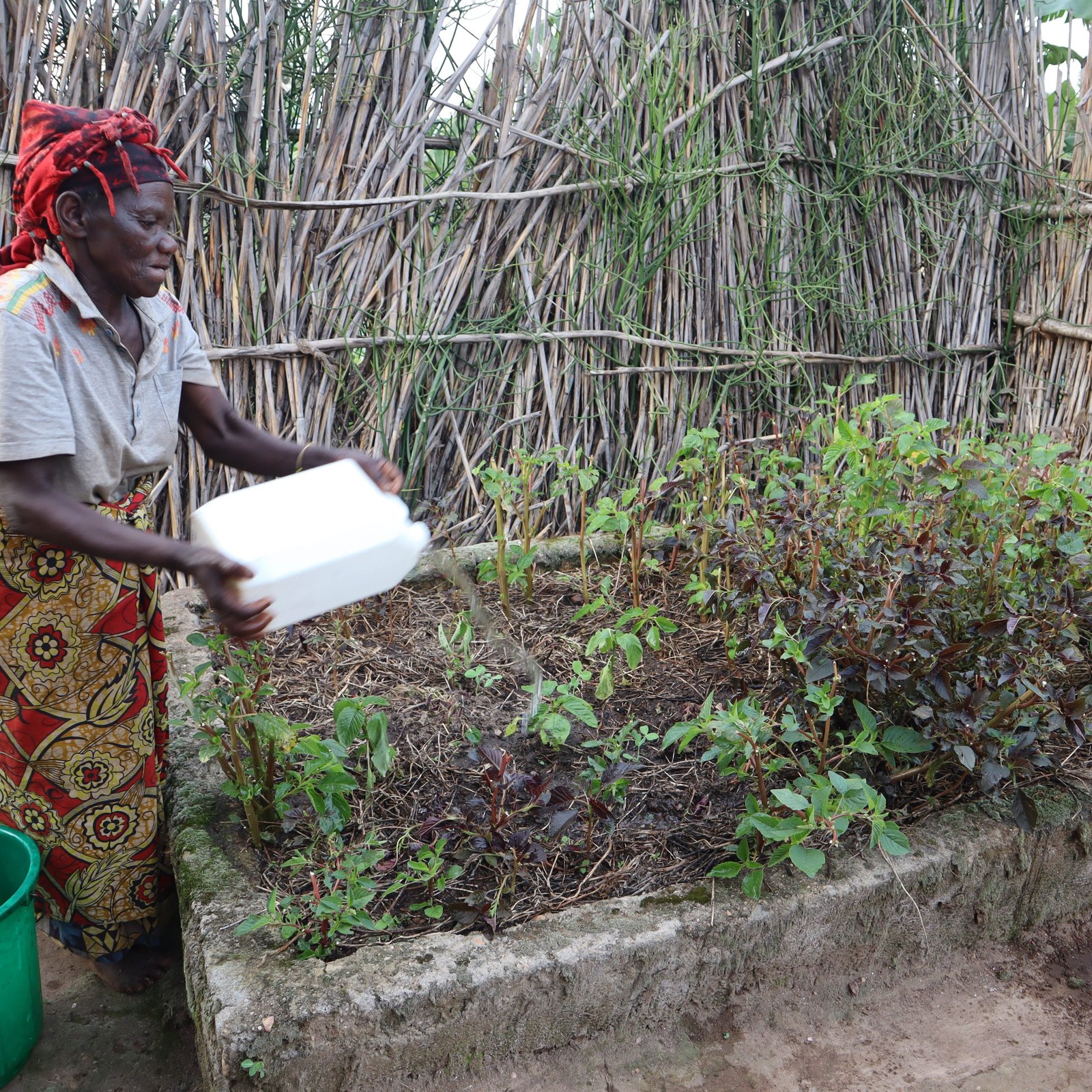 Mukarusine waters her kitchen garden with the water collected from her new rain harvesting tank.