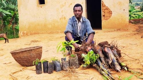 Banana trees and others