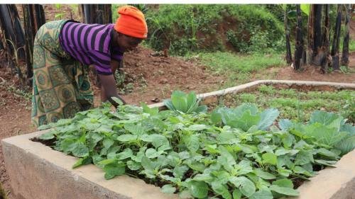 Odette working on her kitchen garden at Mubuga