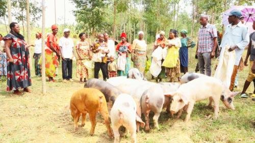 People from Kadusenyi in Indemyabigwi received pigs