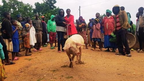 People receiving pig in Kadusenyi