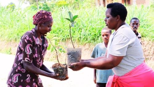 Trees distribution to people in Karwiru