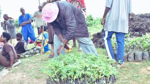 Trees distribution